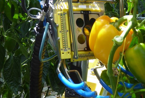 Sweet pepper sales harvesting robot